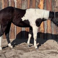 Puledra Paint Horse Black Tobiano da Reining
