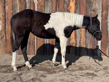 Puledra Paint Horse Black Tobiano da Reining