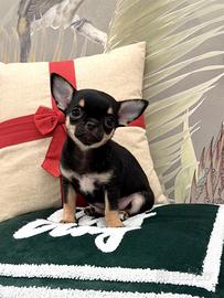 Piccolissima chihuahua tricolor a pelo corto