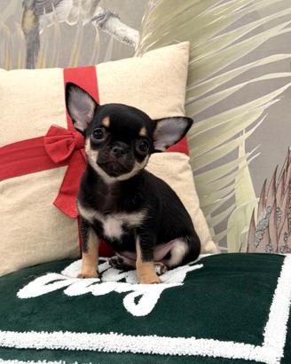 Piccolissima chihuahua tricolor a pelo corto