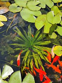 piante acquatiche 