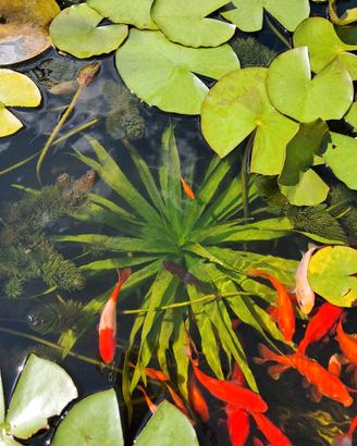 piante acquatiche 
