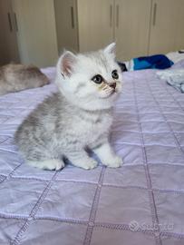 Gatto British Shorthair