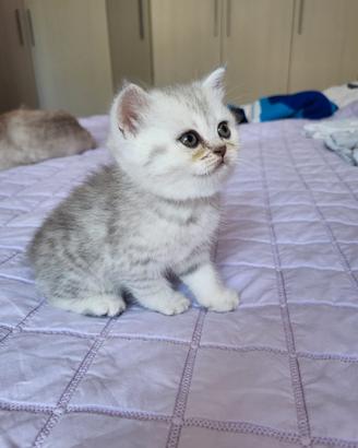 Gatto British Shorthair