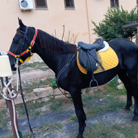 Cavallo morello castrone