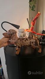 Bassotti Kaninken arlecchino