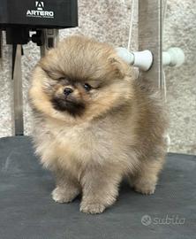 Volpini pomerania toy