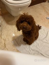 Barboncino Toy RED Maschio per monta