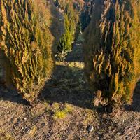 Thuia Occidentalis 160cm
