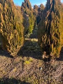 Thuia Occidentalis 160cm