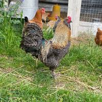 Gallo incrocio Araucana