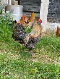 Gallo incrocio Araucana