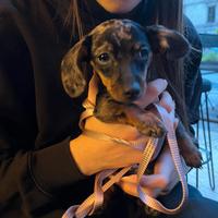 Bassotina disponibile per accoppiamento