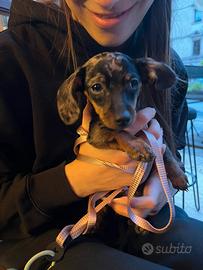 Bassotina disponibile per accoppiamento