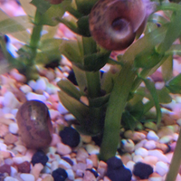 Lumache per acquario Planorbarius RED