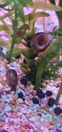 Lumache per acquario Planorbarius RED