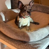 Buldog francese blue merle