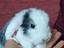Immagine 4