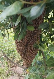 Recupero sciami di api