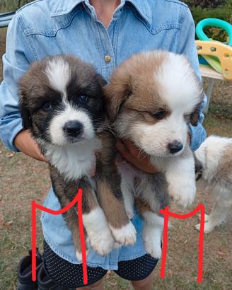 Cuccioli Caucaso / bovaro del bernese