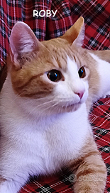 Roby micio biancorosso di 7 mesi