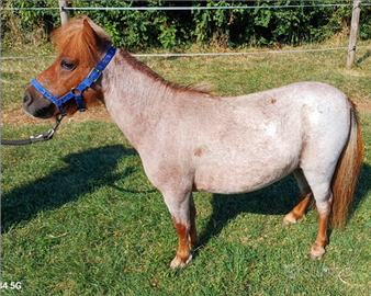 Mini pony falabella - Animali In vendita a Vicenza