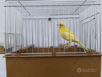 Canarini Timbrado Spagnolo