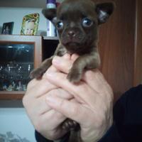 Vendesi cuccioli di chihuahua