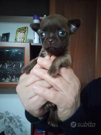 Vendesi cuccioli di chihuahua