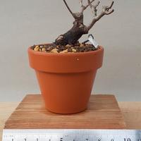 Bonsai mame Acero dell'Amur 5