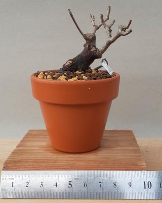 Bonsai mame Acero dell'Amur 5