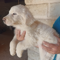 Cuccioli pastore dei Pirenei