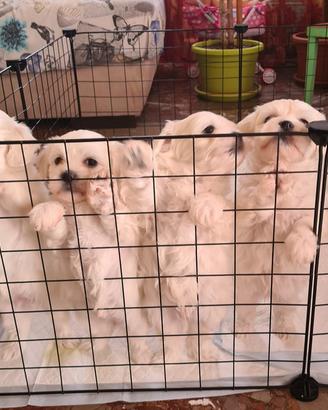 Maltese cuccioli