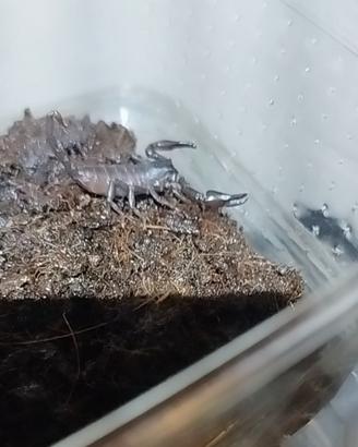Heterometrus silenus