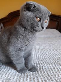 Gattini scottish fold e straight