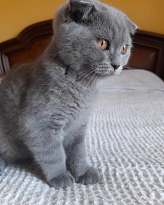 Gattini scottish fold e straight