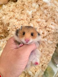 Criceto dorato
