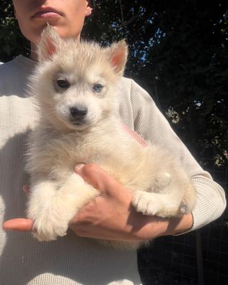 Siberian Husky con pedigree enci