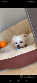 Piccola taglia maltesini cuccioli
