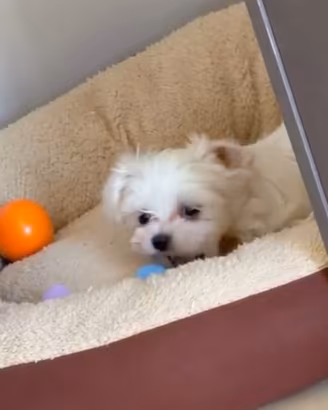 Piccola taglia maltesini cuccioli