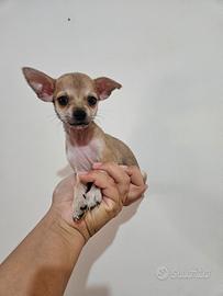 Chihuahua toy pedigree