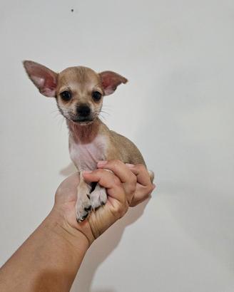 Chihuahua toy pedigree