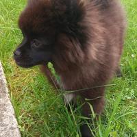 Pomerania spitz toy