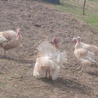 Galline ecc