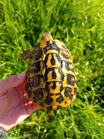 Tartaruga di terra maschio