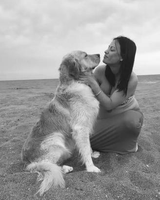 Golden Retriever Maschio per accoppiamento