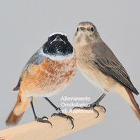 Codirossi coppia 2025