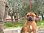 Immagine 3