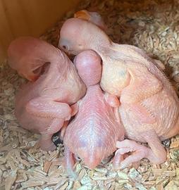 Pulli parrocchetto dal collare