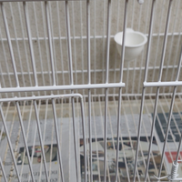 Lucherino testa nera diluito